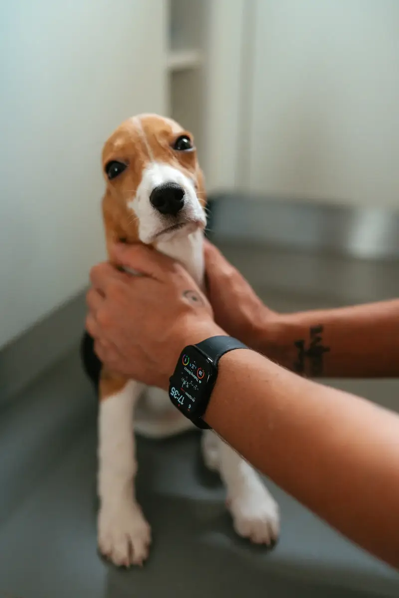 Filhote de beagle sendo segurado na mesa de exame