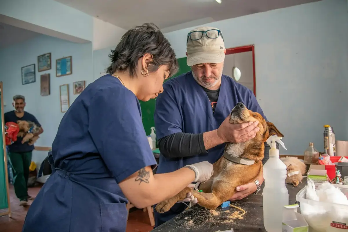 Os dois veterinários sócios atendendo um cão juntos