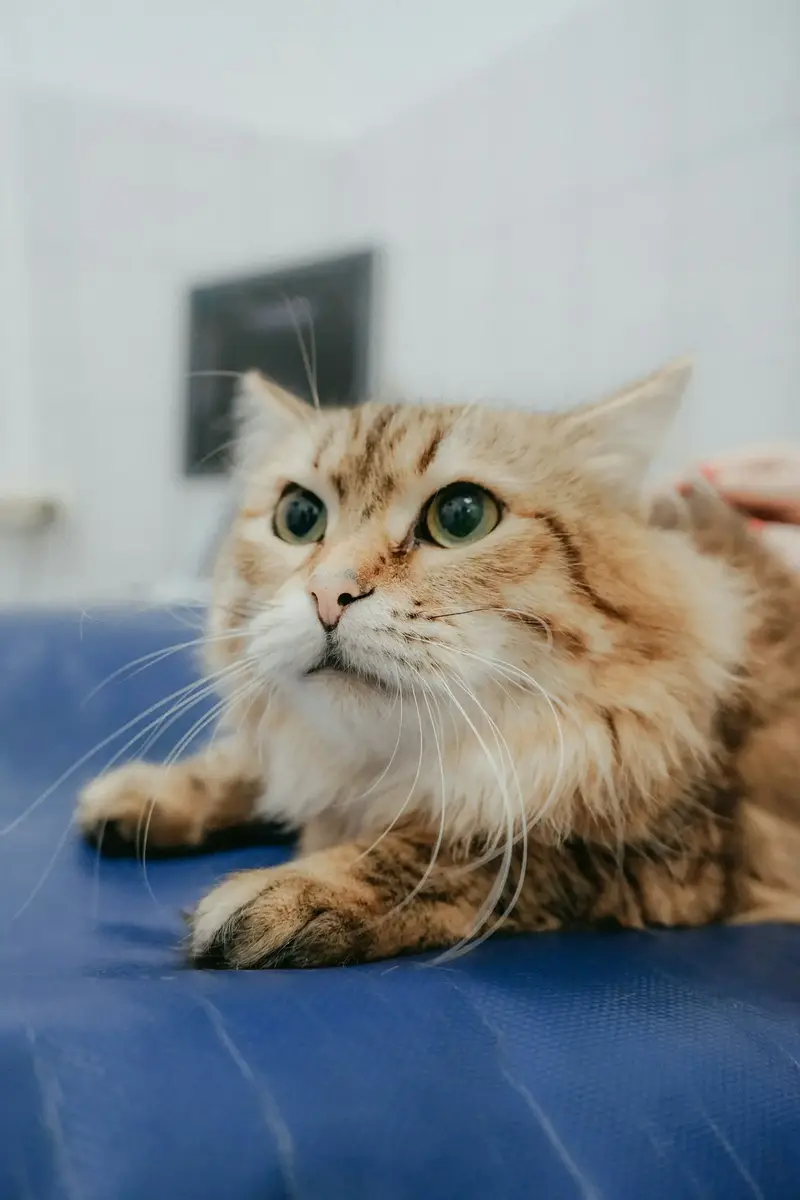 Gato de pelo longo deitado tranquilo sobre a mesa azul