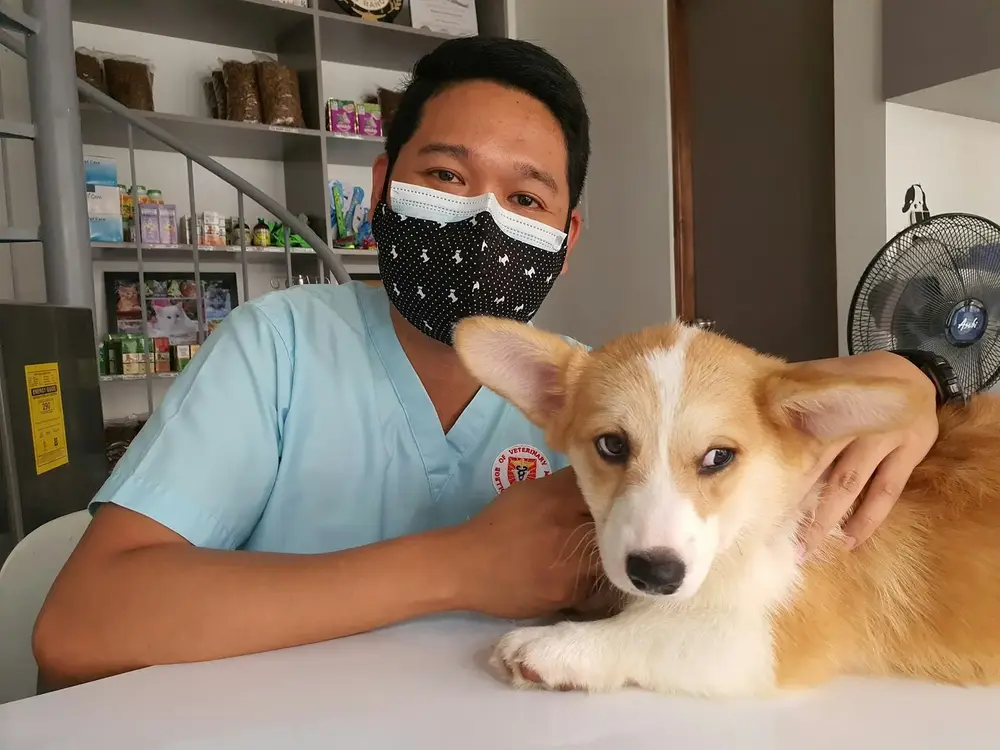 Veterinário sorrindo com um filhote de corgi na mesa